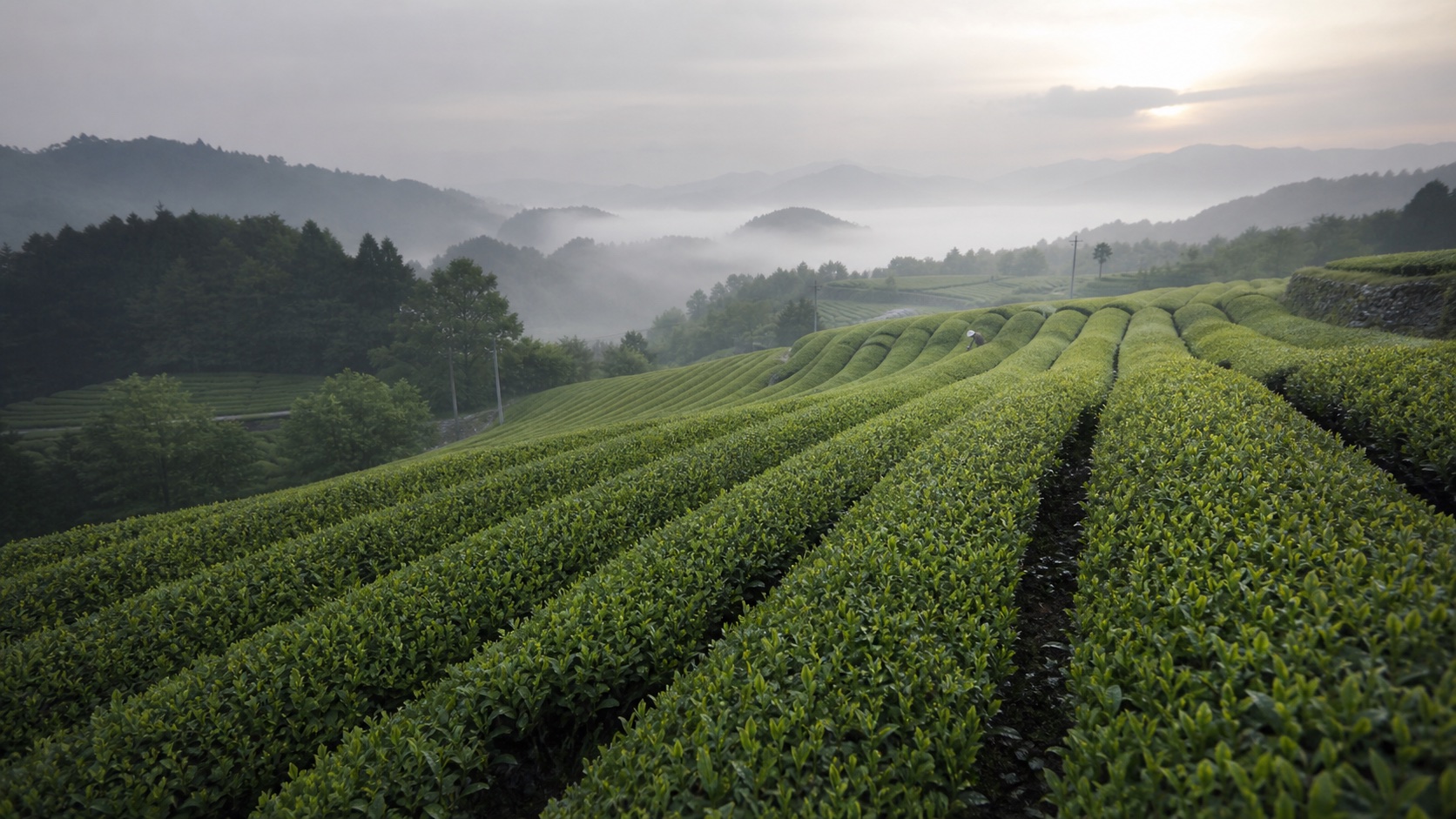 Rows of Japanese tea fields in soft morning mist